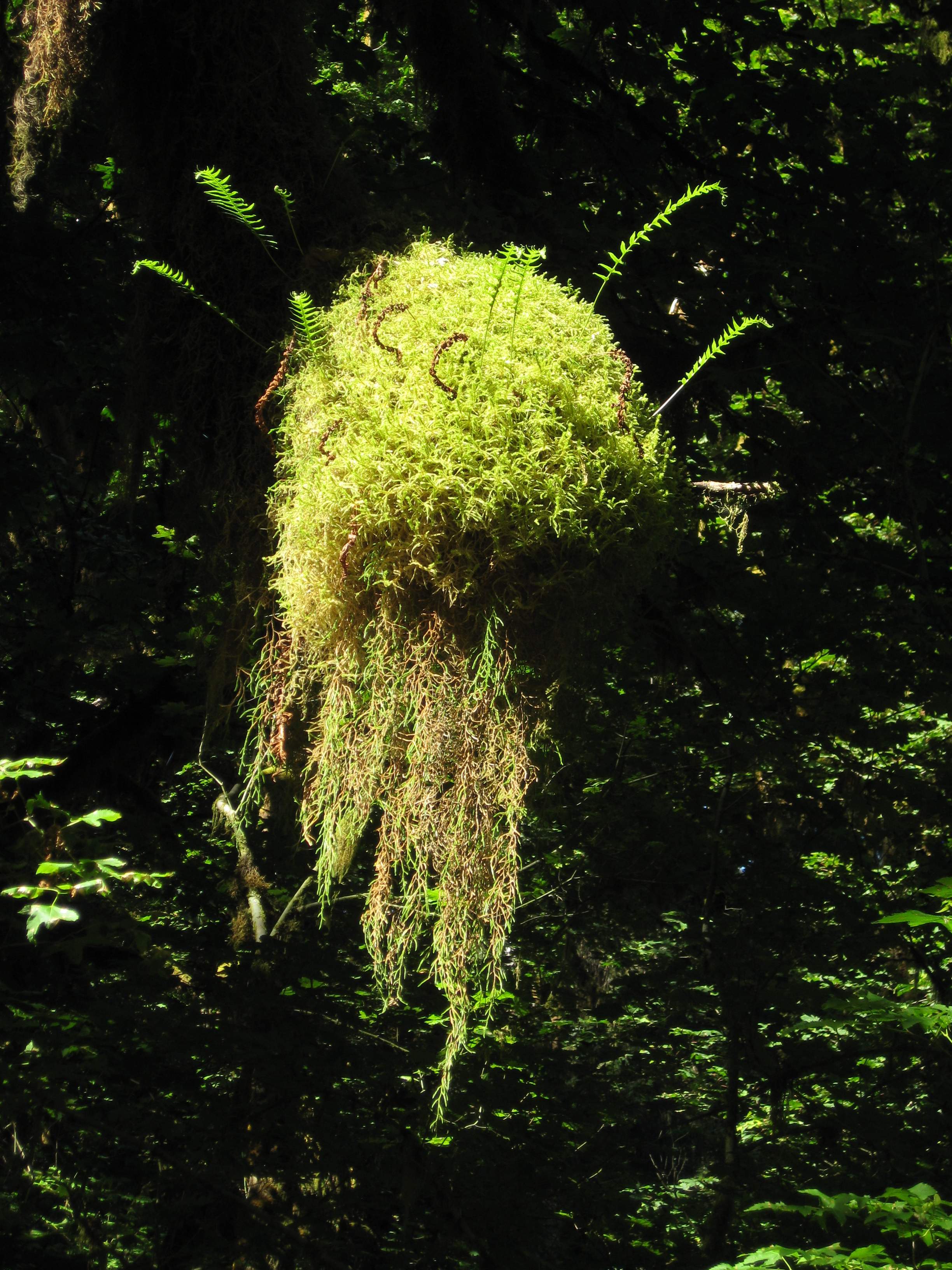 Olympic NP